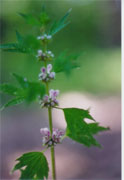 motherwort