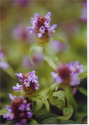selfheal