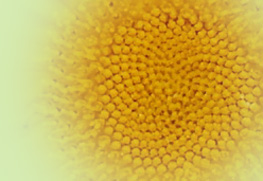 Structure in Sunflower