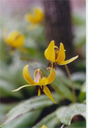 troutlily